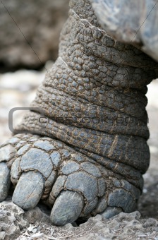 Giant Galapagos Tortoise Foot