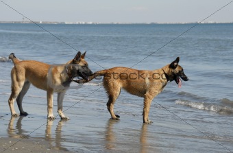 two young malinois on the beach