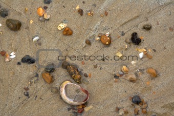 wet colorful stones and shell on sand