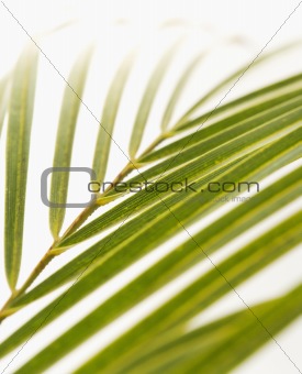 Palm frond on white.