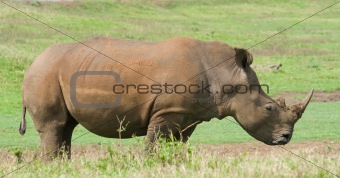 african rhino