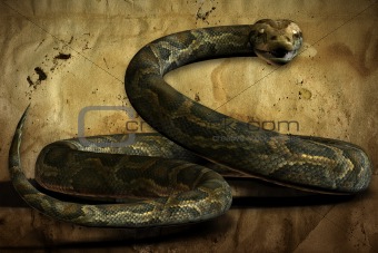 The Coiled Python (with Clipping Path)