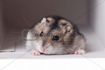 A Cute Dwarf Hamster