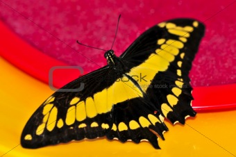 Giant swallowtail butterfly