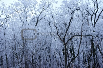 Frosty forest