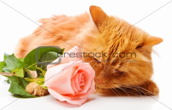 Cat smelling a rose
