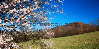 Pale pink almond bloom under springtime blue sky with hills in background      