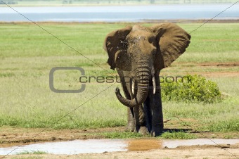 Elephant Mud shower