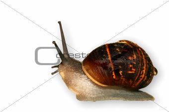 The Snail, Slow and Slimey