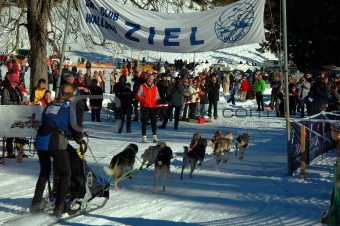 Musher race action to finish
