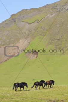 Three Icelandic horses walking through a field full of flax