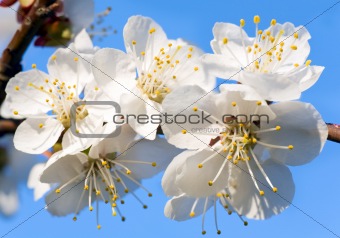 Blossoming cherry-tree twig
