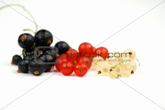 Black, Red and White Currant