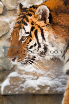 Siberian tiger in zoo
