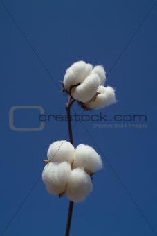 Cotton boll 