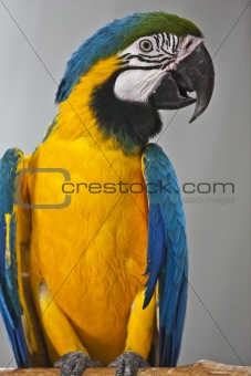 Macaws, parrots