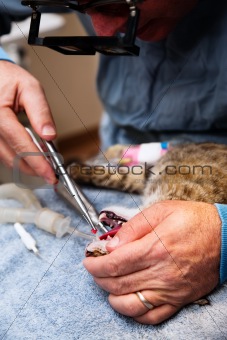 Veterinary Dentistry