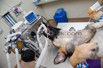 Dog under anesthesia