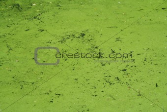 A green swampy area of a  lake 