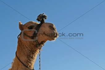The camel smiles