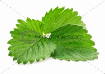 single green strawberry leaf  isolated on white