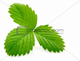 single green strawberry leaf isolated on white