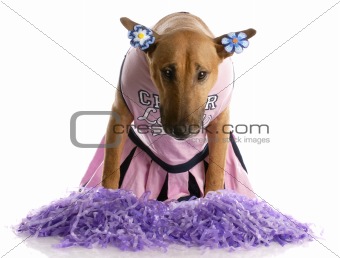 bull terrier dressed as a cheerleader