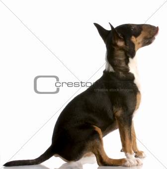 bull terrier puppy sitting licking lips on white background