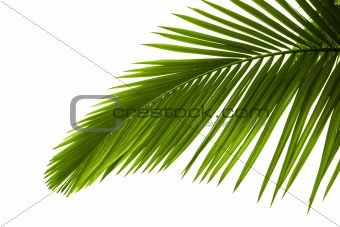 Leaves of palm tree 