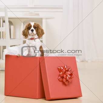 Dog In Gift Box