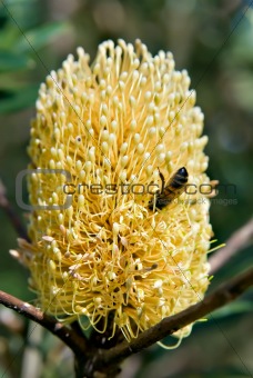 bee and the banksia