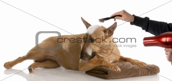dog bath time - bull terrier getting groomed (red smut color)