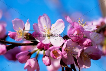 Almond in bloom close-up