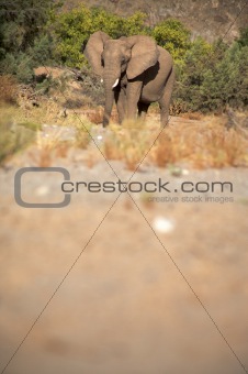 Elephants in the Skeleton Coast Desert