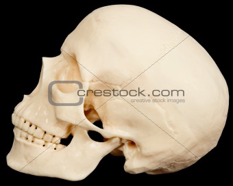 Human skull on black background in profile
