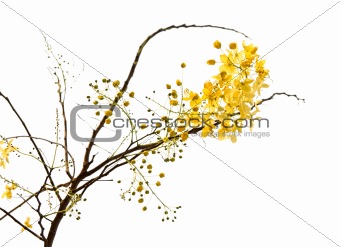 branch of blossom from the golden shower tree isolated with clip