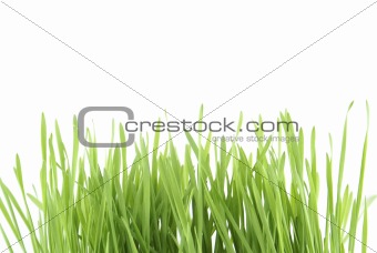 Green Grass.
