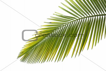 Leaves of palm on white background