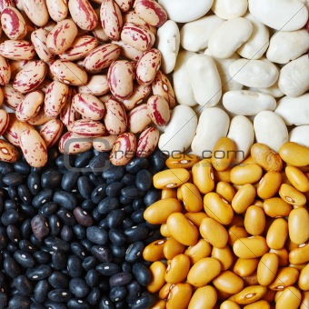 Beans in four colors