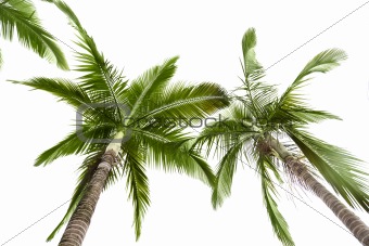 Palm tree on white