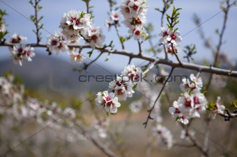 Almond flower trees field  pink white flowers