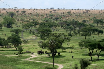Elephant Habitat - Tarangire National Park. Tanzania, Africa