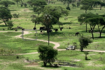 Elephant Habitat - Tarangire National Park. Tanzania, Africa