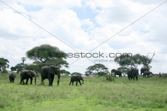 Elephants. Tanzania, Africa