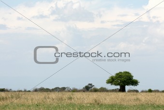 Safari Landscape. Tanzania, Africa