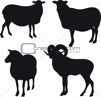 Sheep vector
