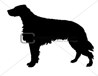 silhouette of the setter isolated on white background