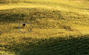Agriculture scenery