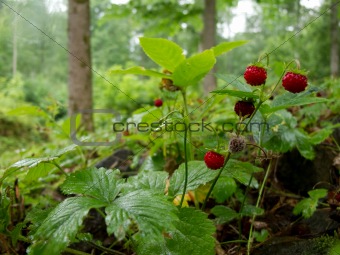 Strawberry in forest