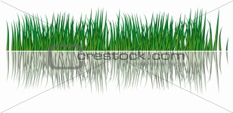 Reflection of grass in the water